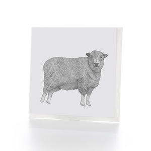 Sheep Greetings Card